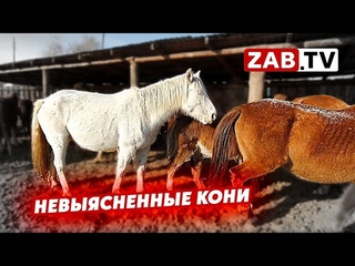 Сотрудниками ГИБДД задержана фура с лошадьми