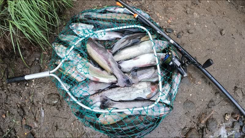 ВПЕРВЫЕ ПОПАЛ НА ТАКОЙ КЛЁВ ФОРЕЛИ, FOR THE FIRST TIME I GOT ON SUCH A TROUT