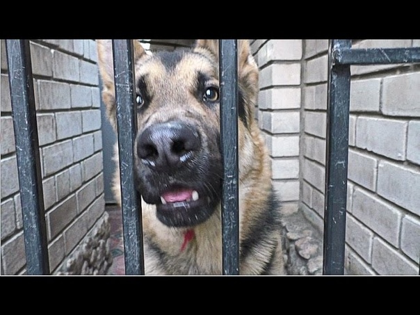 Амур ОХРАНЯЕТ. Кобель Немецкой овчарки 1 год. Male German shepherd
