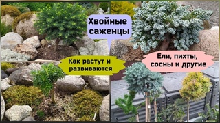 Хвойные саженцы.Как растут и развиваются.Ели, сосны, пихты и другие.