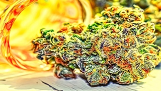 🐲 ☀ GROW Cannabis - 5 DAYS 🌺 🐝 Marijuana - Bubba Kush 🌱 Марихуана ☀ Конопля 🌱