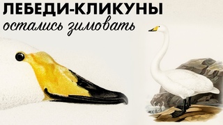 Зимовка лебедя-кликуна. Спецвыпуск # 12