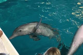 Recovering After Hurricane Irma at Clearwater Marine Aquarium