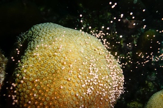 How We're Growing Baby Corals to Rebuild Reefs | Kristen Marhaver | TED Talks
