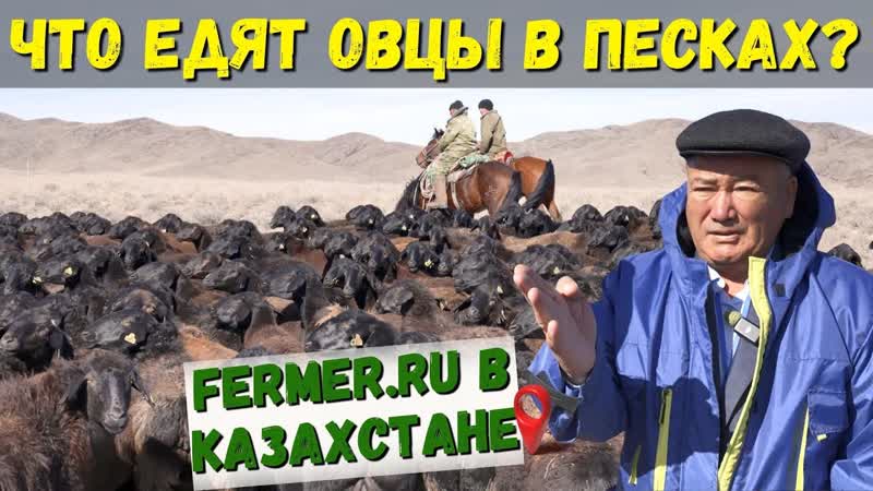 850 овец казахской грубошёрстной породы на зимнем пастбище,