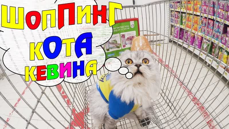 С котом вход разрешён КЕВИН В ОГРОМНОМ МАГАЗИНЕ ДЕЛАЕТ