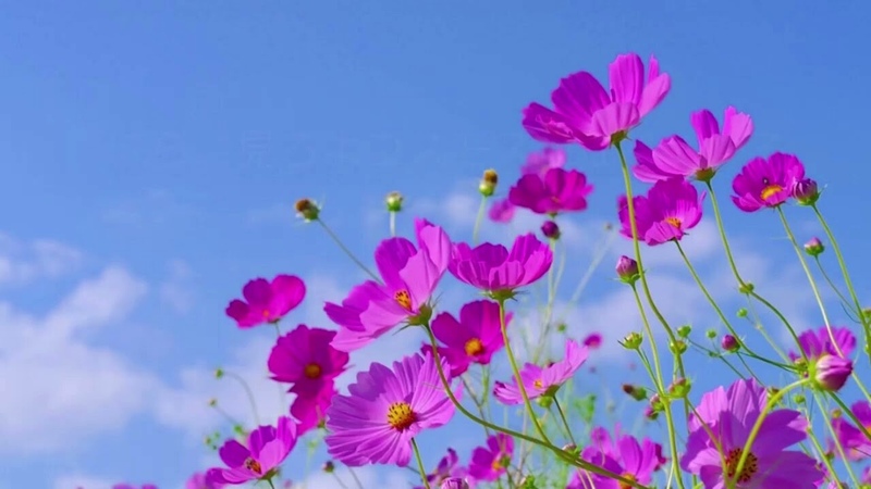 Ах, как это было давно ( Suno