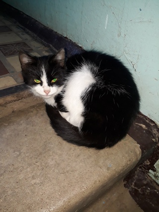 Домовой с собачками. Котенок который потерял. Котенок который потерял. Кот смокинг окрас. Котенок который потерял.