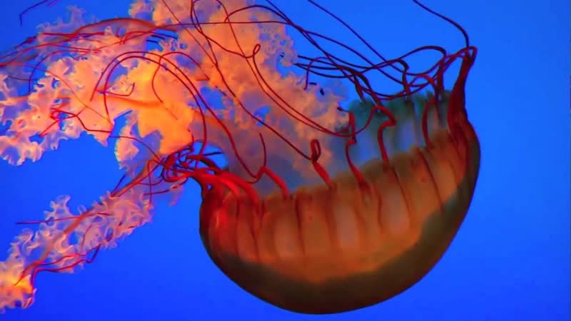 Vlog Extra jellyfish, e. e. cummings, and