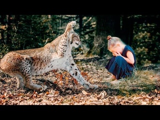 Une fille a sauv un lynx mourant, aprs 3 ans, vous ne croirez pas comment le lynx l'a ramene.
