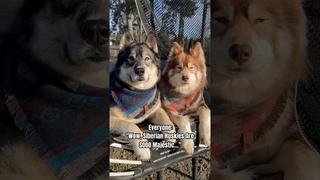 So, You Want A Husky!  #shorts #husky #howling #funnydogs #dogs #doglover #funnyvideo #lol #dog