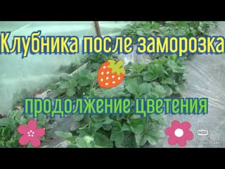 Состояние клубники после заморозка. Возобновление цветения.