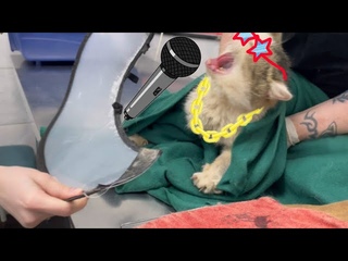 Спасаем СУМАСШЕДШЕГО кота. Отлов котов.