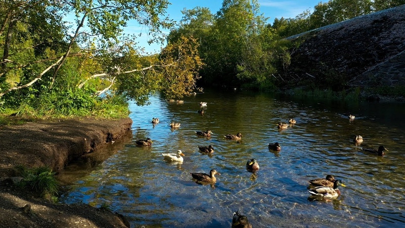Ducks quacking on a river in the