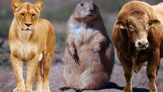 Familiar Animal Moments In Nature Nutria, Lion, Snake, Monkey - Relaxing music