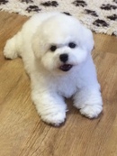 Французская болонка бишон фризе. Стрижка бишон фризе. Бишон фризе. Собачка бишон фризе. Бишон фризе собака размер.