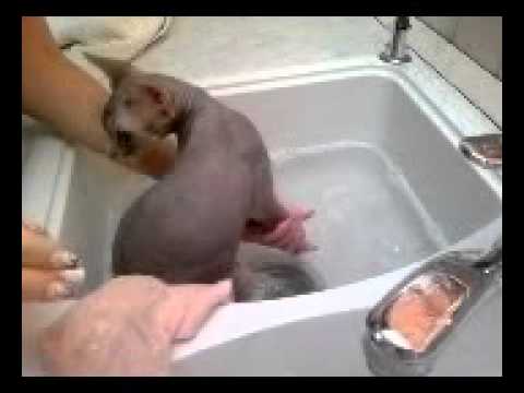 Devon rex taking a bath.