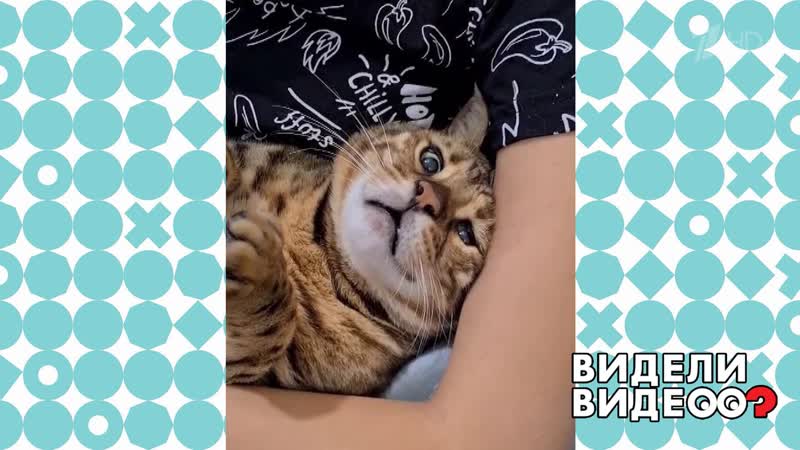 Разговорчивый кот. Видели видео Фрагмент выпуска