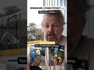 Давайте поможем найти собачку🙏🏻
