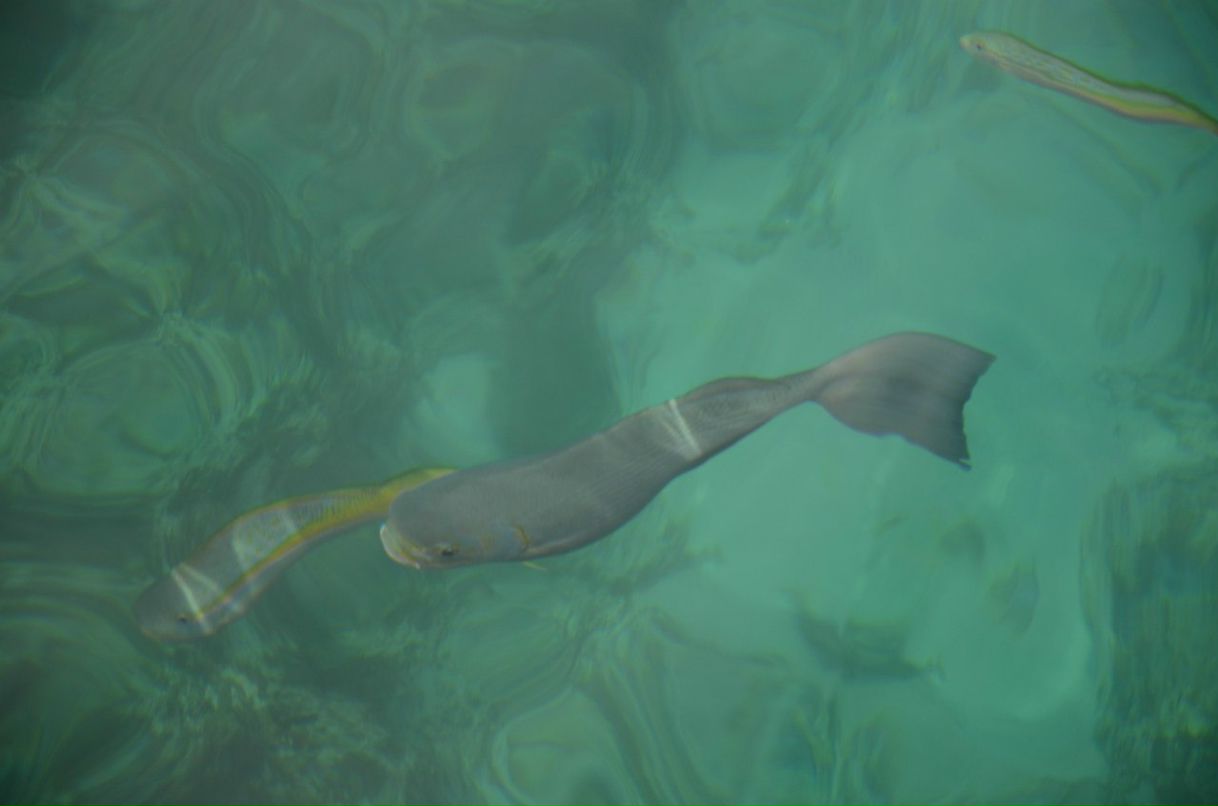 Сергей Желнинский Александрович | Воронеж