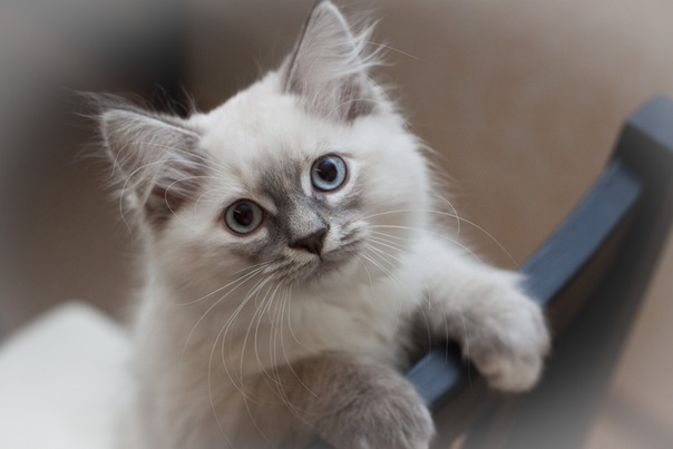 №135, Катя Шевченко, 44 года, Kotka, Финляндия №135, Катя Шевченко, 44 года, Kotka, Финляндия