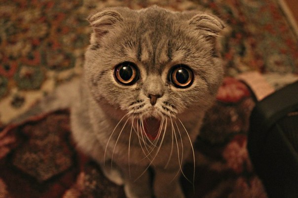 Марина Варушина | Полтава