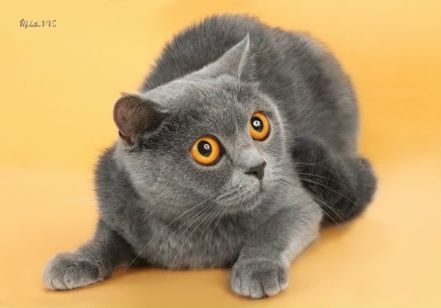 №46, Антон Давидович, 37 лет, Минск №46, Антон Давидович, 37 лет, Минск