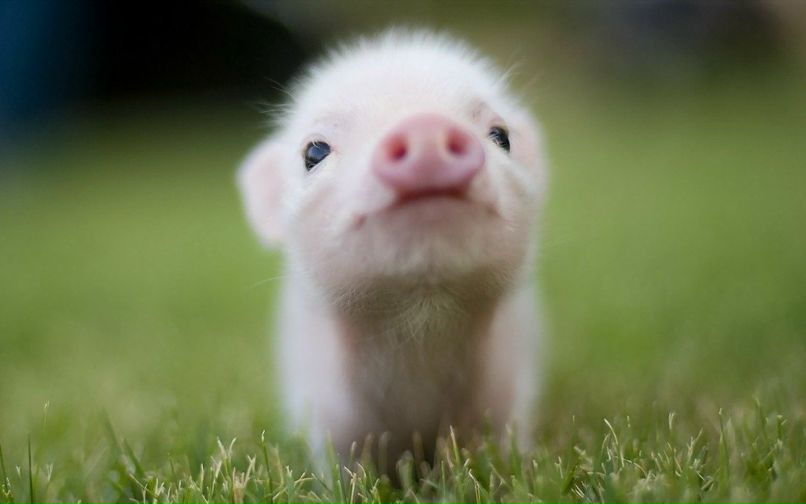 Хурма Ли Сергеевич | Самара