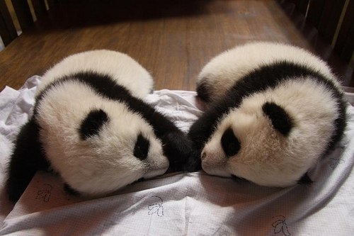 Елена Гордеева | Пермь