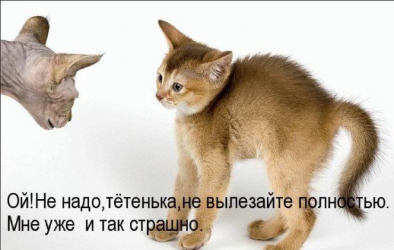 Анна Коротаева | Чехов