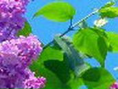 Людмила Шастина | Борисоглебск