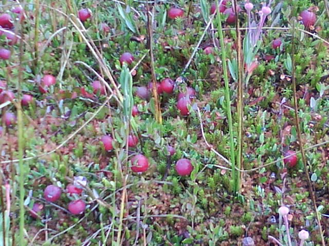 Ольга Волкова | Пола