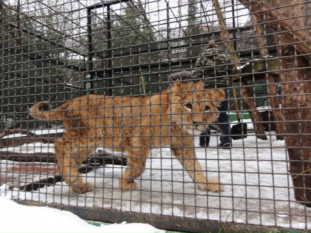 Евгения Левченко | Севастополь