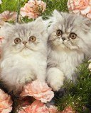 Виктория Бельская | 