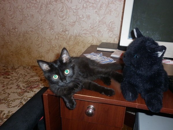 Светлана Копейкина-Прокофьева | Санкт-Петербург