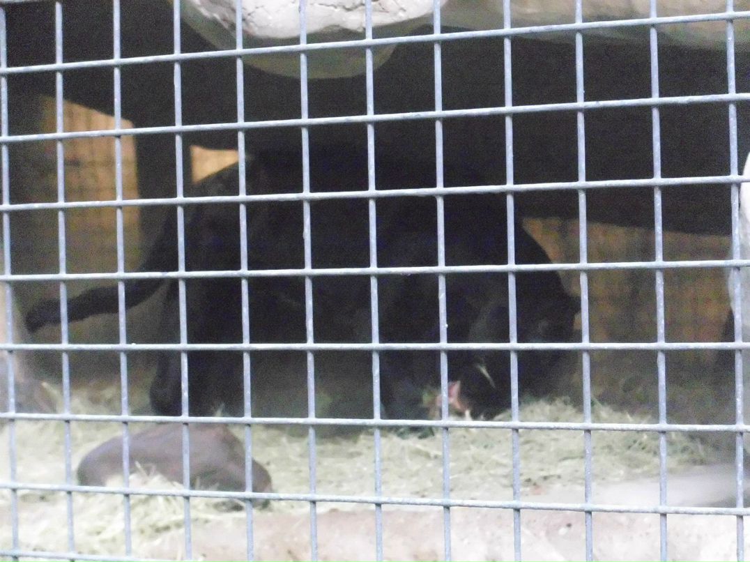 Alexandr Oseev | Magdeburg