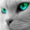 Аватар: Юлия Чащина