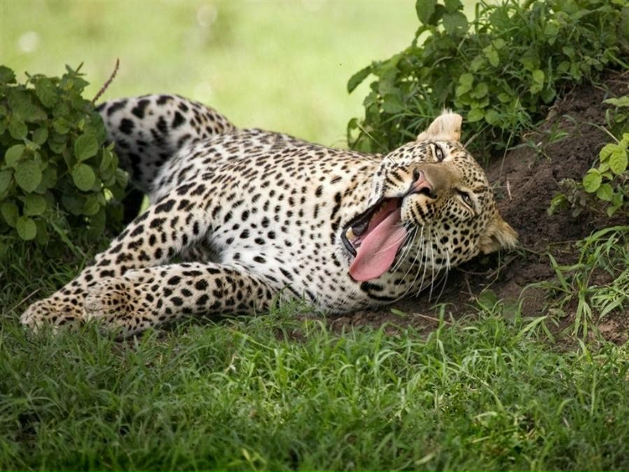 Владимир Дмитриев | Владимир