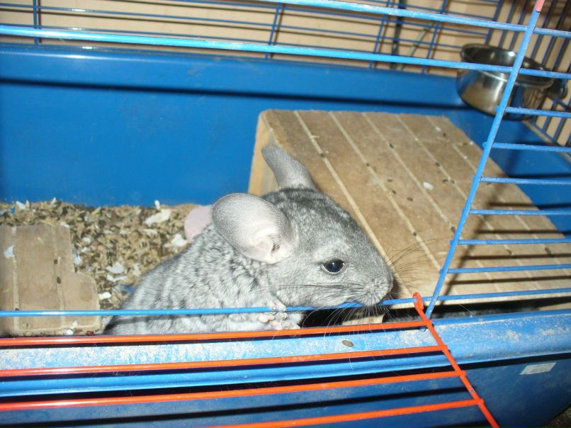 Галина Захарова *ГаЛиНкА* | Одесса