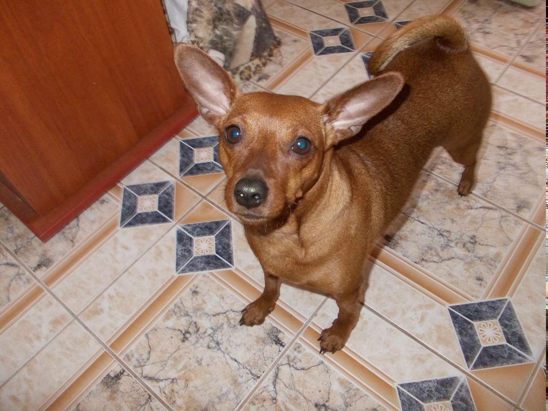 Екатерина Мейлер | 