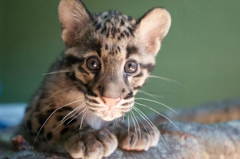 Александр Новоселов | Красноярск