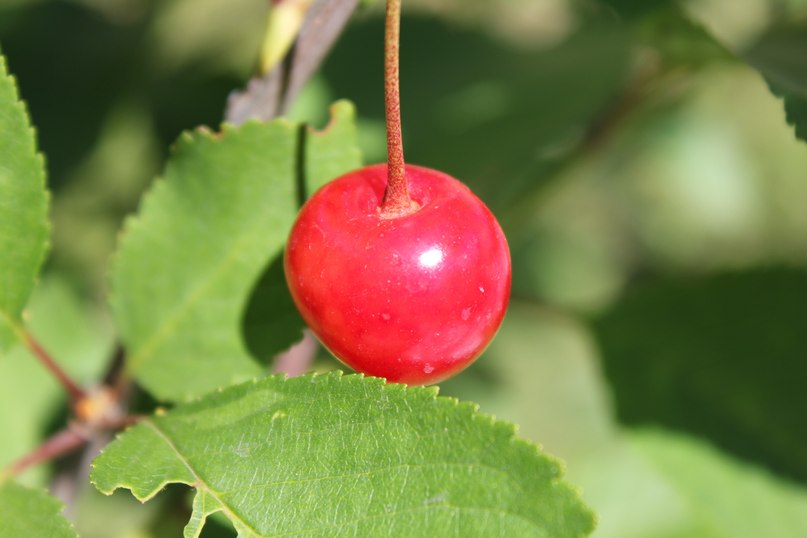 Наталья Брускова | Москва