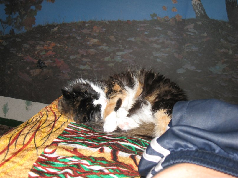 Андрей Певцов | Новосибирск