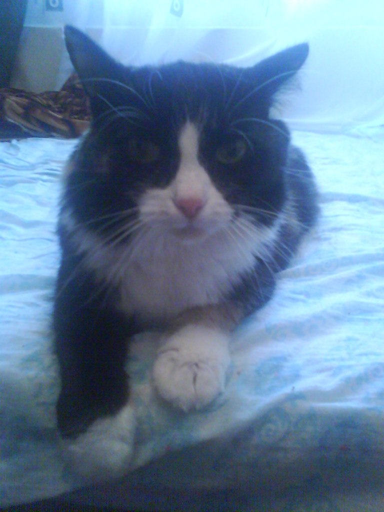 Андрей Певцов | Новосибирск