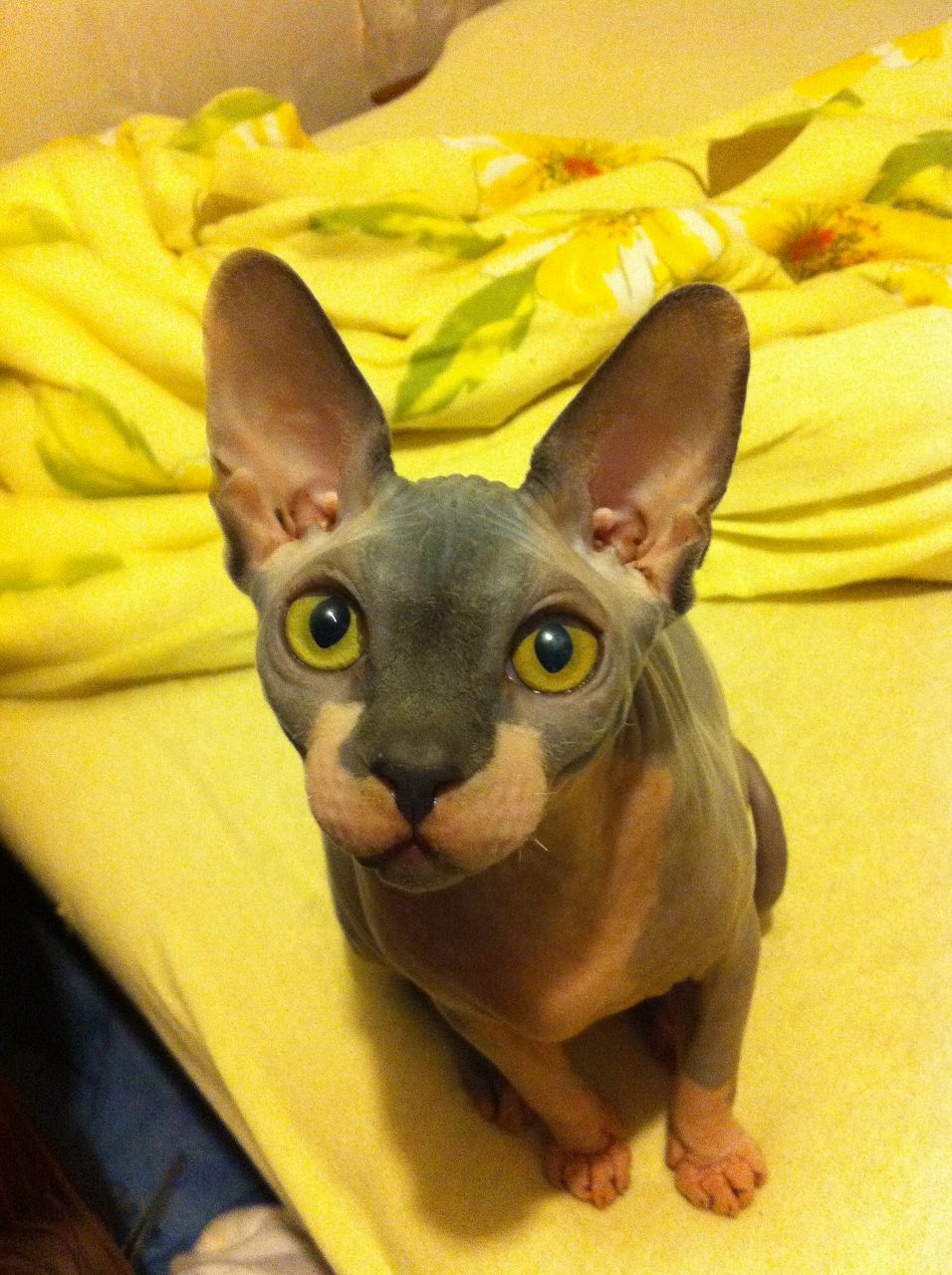 Иван Герасимов ٩(•̮̮̃•̃)۶ ٩(-̮̮̃-̃)۶(͡๏̯͡๏) | Саратов