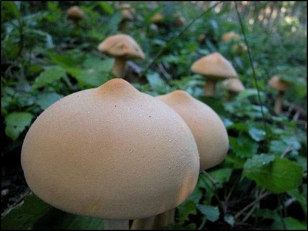 Мария Халявка | Киев