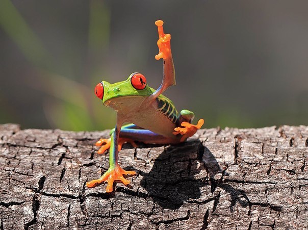 Юлиан Мирошниченко | Великий Новгород