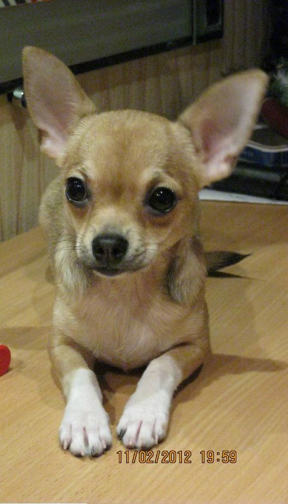 Светлана Рожкова | Санкт-Петербург