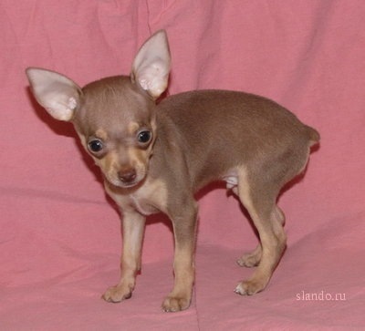 №99, Juliet Davidson, Киев №99, Juliet Davidson, Киев