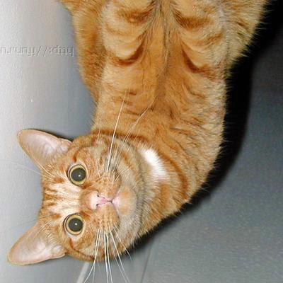 Генки Кавота | Тюмень